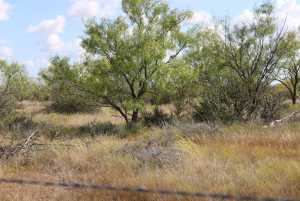County Rd 130 (21)