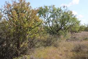 County Rd 130 (8)