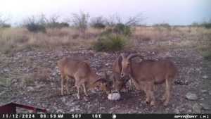 TBD Deer Run Rd (10)