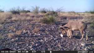 TBD Deer Run Rd (13)