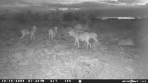 TBD Deer Run Rd (14)