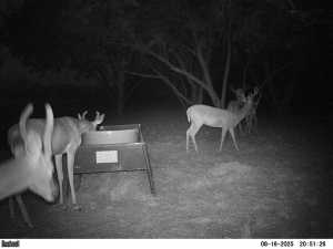 2745 County Rd 297 (26)