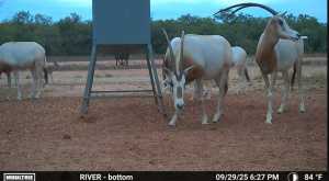 2745 County Rd 297 (4)