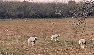 2745 County Rd 297 (16)