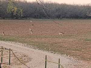 2745 County Rd 297 (27)