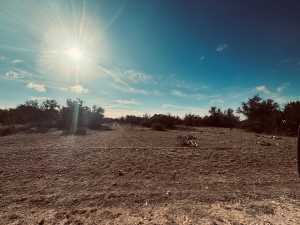 320 Turkey Run Rd (3)