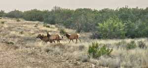583 Cox Rd (2)