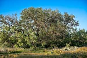 CR 4131 Eden (28)
