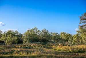 CR 4131 Eden (29)