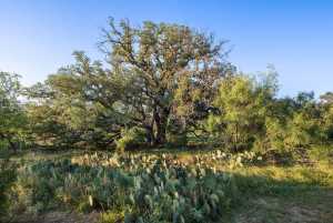 CR 4131 Eden (31)