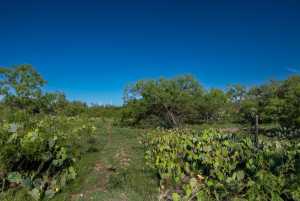 - EOR-North Spur Rd (21)