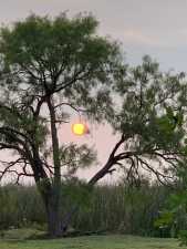 1820 Shady Point Circle Dr (56)