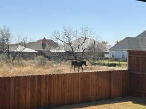 1609 Club House Lane (50)