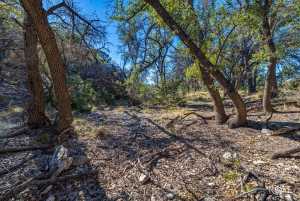 10845 County Rd 101 (36)