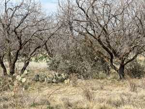 3234 Upland Trail