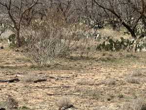 3234 Upland Trail (3)