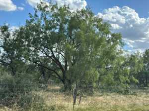 3234 Upland Trail (9)