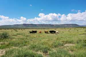 48309 Hwy 118 (14)