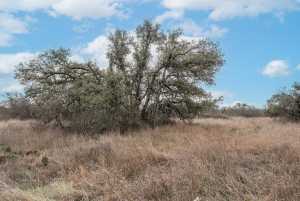 9290 Buck Ridge (17)