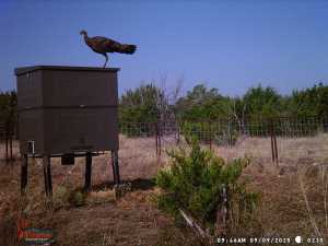 3100 Private Rd 2204 (15)