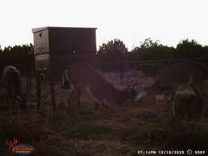 3100 Private Rd 2204 (17)