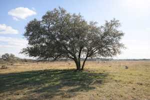 221 W Timber Ridge Dr (2)