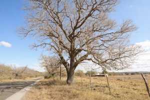 500 W Timber Ridge Dr (5)