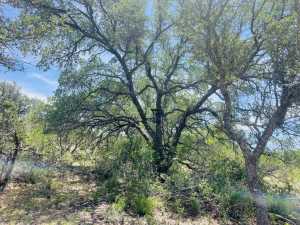 10357 Jerimiah Lane (41)