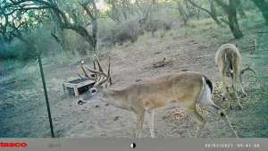 10357 Jerimiah Lane (5)