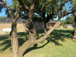 11725 Little Sorrel Trail (33)