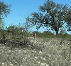 3420 NE County Rd 2596 (52)