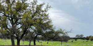 3420 NE County Rd 2596 (3)