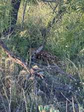 3420 NE County Rd 2596 (60)