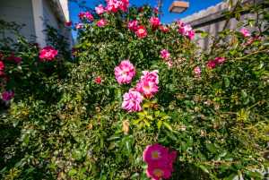 5510 Enclave Ct (74)