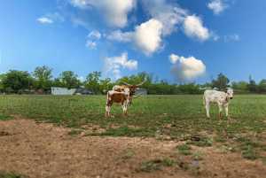 5425 Grape Creek Rd (54)