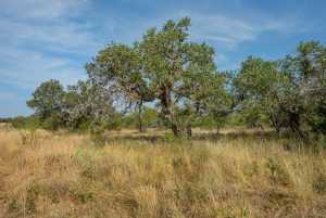 6960 Buck Ridge (19)