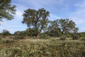3270 County Rd 4131 (10)