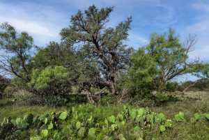 3270 County Rd 4131 (18)