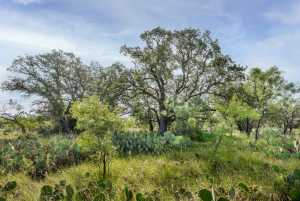 3270 County Rd 4131 (9)