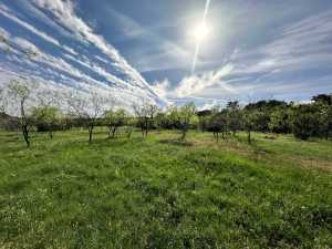 209 County Rd 310 (23)