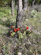 1019 Whitetail Trl (32)