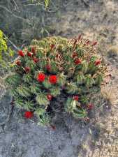 1019 Whitetail Trl (33)