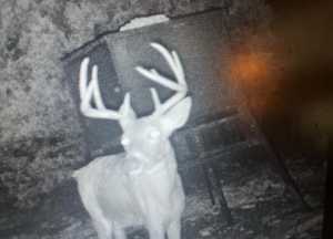 1019 Whitetail Trl (15)