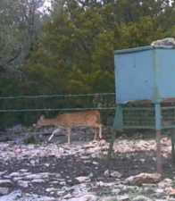 1019 Whitetail Trl (26)