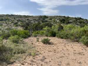 11838 Juno Rd (39)