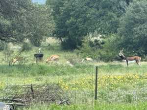 3420 NE County Rd 2596 (52)