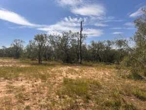 11333 US HWY 87 N (12)