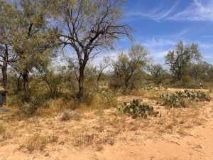11333 US HWY 87 N (6)