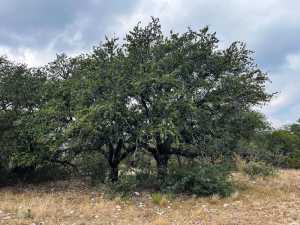 1101 County Road 350 (25)