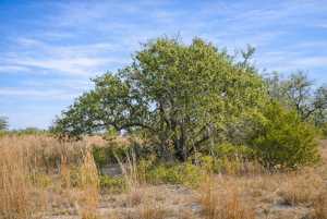 TBD W Leaning Madrone Dr (9)